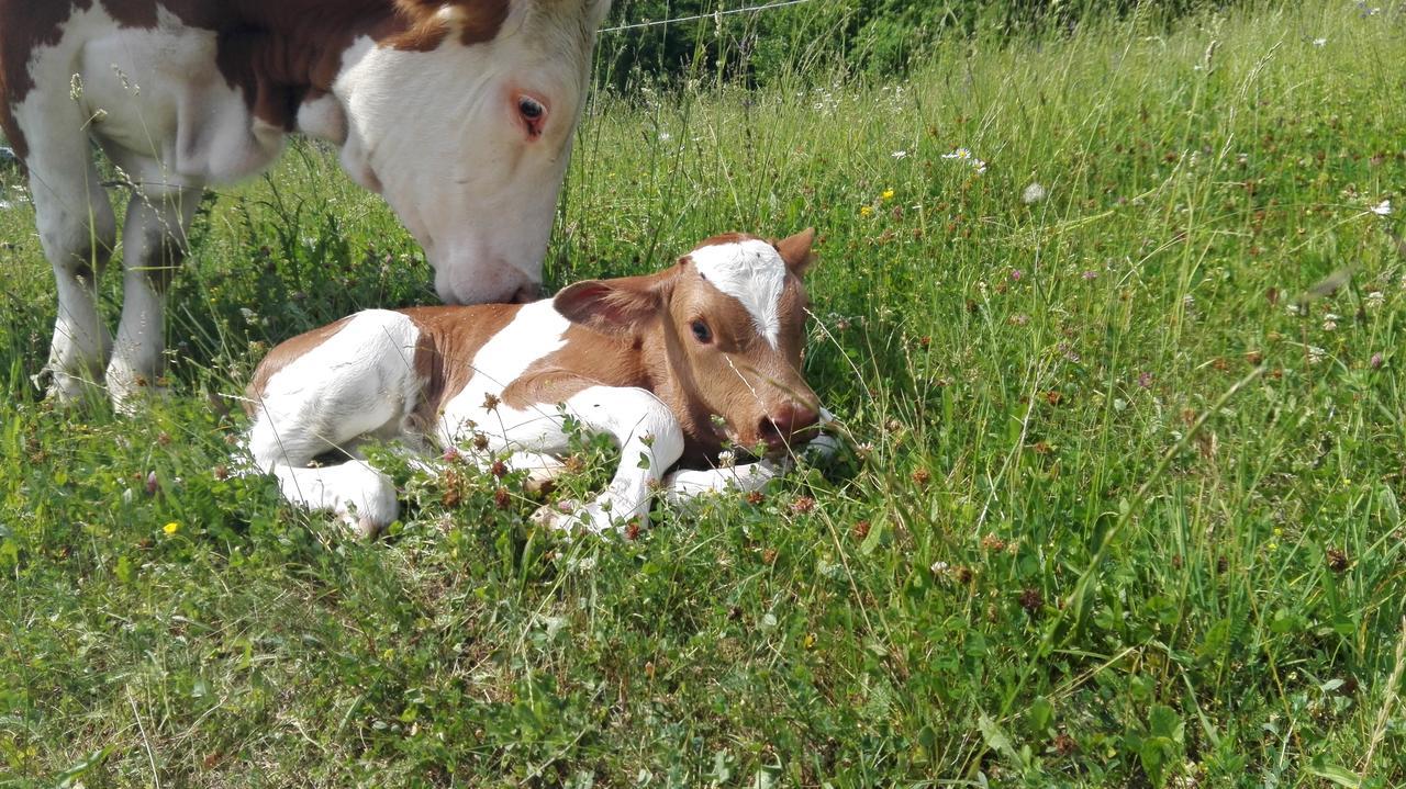Glamping - Ekoloska Kmetija Kozman Žalec Zewnętrze zdjęcie